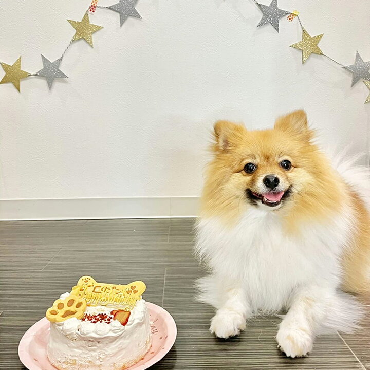楽天市場 犬用 誕生日ケーキ 12cm 4号サイズ 小麦粉不使用のグルテンフリーケーキ チーズ味 チーズ 名入れ可 名前 プレート付き 犬用ケーキ 犬用 小型犬 中型犬 大型犬 犬のおやつ 犬用 犬 ケーキ バースデーケーキ ペット ケーキ 冷凍便 北海道 沖縄 離島は送料が