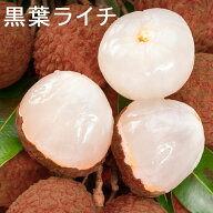 ライチ 冷凍 ＼ライチランキング1位獲得!／ 500g 皮付き 黒葉種【楊貴妃が愛したトロピカルフルーツ ライ…