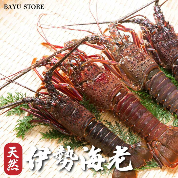 楽天市場】伊勢海老 訳あり お祝い 【千葉県 房総産】生食用 約450  
