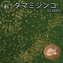 タマミジンコ 5g(約15000匹) 魚の餌 生体 生クロレラ グリーンウォーター メダカ めだか 【メダカフレンド】 金魚 熱…