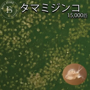 ^}~WR 5g(15000C) ̉a  N O[EH[^[ _J ߂ y_Jthz  Mы x^ t jq  _J̉a a ~WR  kC