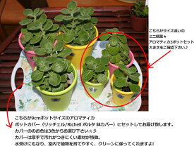 ハーブ観葉★アロマティカ（9cmポット1点） 香るハーブ系観葉植物をお部屋に♪