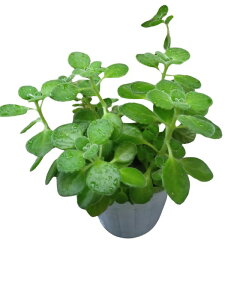 n[uR[q[Vstyn[uϗtzA}eBJi10.5cm||bgj1_