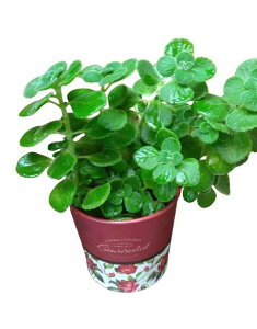 uLo|bgJo[tyn[uϗtzA}eBJi10.5cm||bgj1_