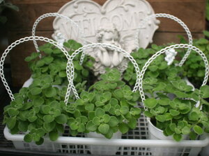 ?n[uR[q[Vstyn[uϗtzA}eBJitzCg9cm|bgj1_?