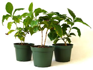 コーヒーの木 観葉植物の人気商品 通販 価格比較 価格 Com コーヒーの木 観葉植物の人気商品 通販 価格比較 価格 Com