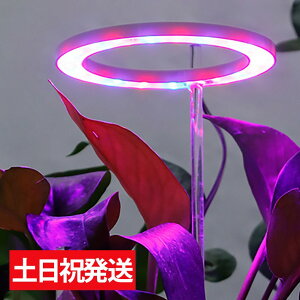 yP2{&5%OFF!ubNtCf[z A琬Cg  LED ^C}[ ACg ApCg ApledCg 琬Cg A ApledCg A琬 X^h z A
