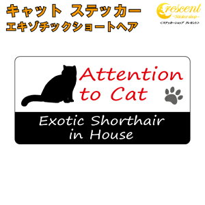 GL]`bNV[gwA C nEX XebJ[ yL cat in house Lbg V[ h exotic shorthairzyύXz