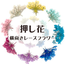 楽天市場 レース 赤 ドライフラワー 花 観葉植物 花 ガーデン Diyの通販