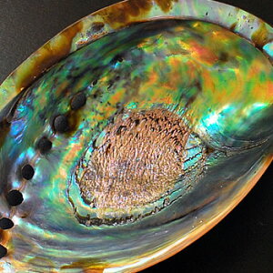 【楽天市場】アバロンシェル(アワビ貝) アバロ二シェル レインボーカラーアバロンシェル(アワビ貝) 天然貝 セージ香皿 浄化皿として 浄化