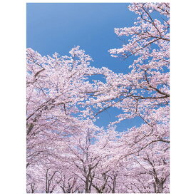 バックグラウンドシート さくら 1枚美しい桜のシートが売場を盛り立てます。大きなグラウンドシートは空間演出に最適！送料無料 タペストリー 飾り 装飾 大きい インスタ映え 撮影 背景 壁 桜 さくら サクラ 春