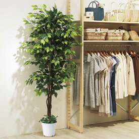楽天市場 花 観葉植物 種類 植物 ベンジャミン 花 ガーデン Diy の通販
