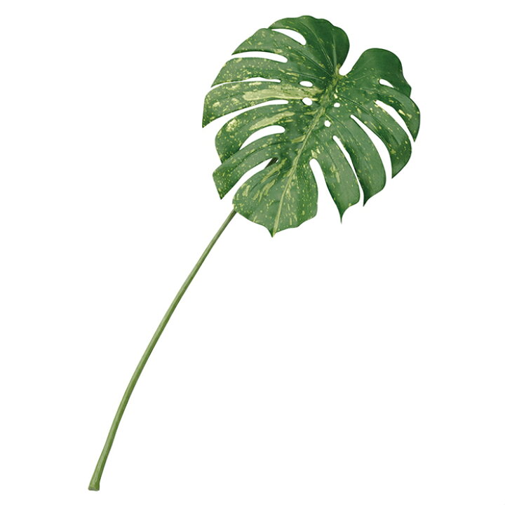 楽天市場 ボタニカルリーフ モンステラ 3本セットテーブルに敷いたり花瓶に挿したり 手軽にトロピカルな南国の店内装飾を作れるモンステラのフェイクグリーンです フェイクグリーン 人工観葉植物 おしゃれ モンステラ ストア エキスプレス 楽天市場店