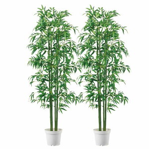 観葉植物 竹の人気商品 通販 価格比較 価格 Com 観葉植物 竹の人気商品 通販 価格比較 価格 Com