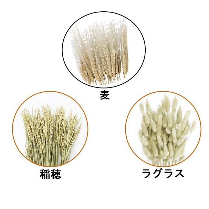 楽天市場】ドライフラワー 稲穂 50本天然素材で使いやすさ抜群のドライフラワーで、ナチュラルな秋を演出。ドライフラワー 花材 造花 稲 : ストア・エキスプレス 楽天市場店 楽天市場】ドライフラワー 稲穂 50本天然素材で使いやすさ抜群のドライフラワーで、ナチュラルな秋を演出。ドライフラワー 花材 造花 稲 : ストア・エキスプレス 楽天市場店