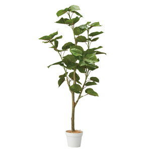 tBJXEx[^(lH) 155cm 1䑗 tFCNO[ ϗtA tFCN A ^ CeA 傫 A  Zbg