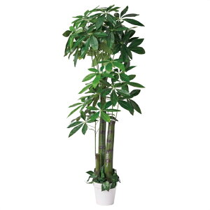 pL(lH) 180cm 1{݂ȁAAȃtFCNO[ԂɖB tFCNO[ ϗtA tFCN lHϗtA A ^ CeA pL 傫