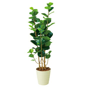 y5%OFFN[|LIubNtCf[ԒztFCNO[ 160cm V[O[v 1䑗 tFCNO[ ϗtA tFCN lHϗtA A ^ CeA JXj