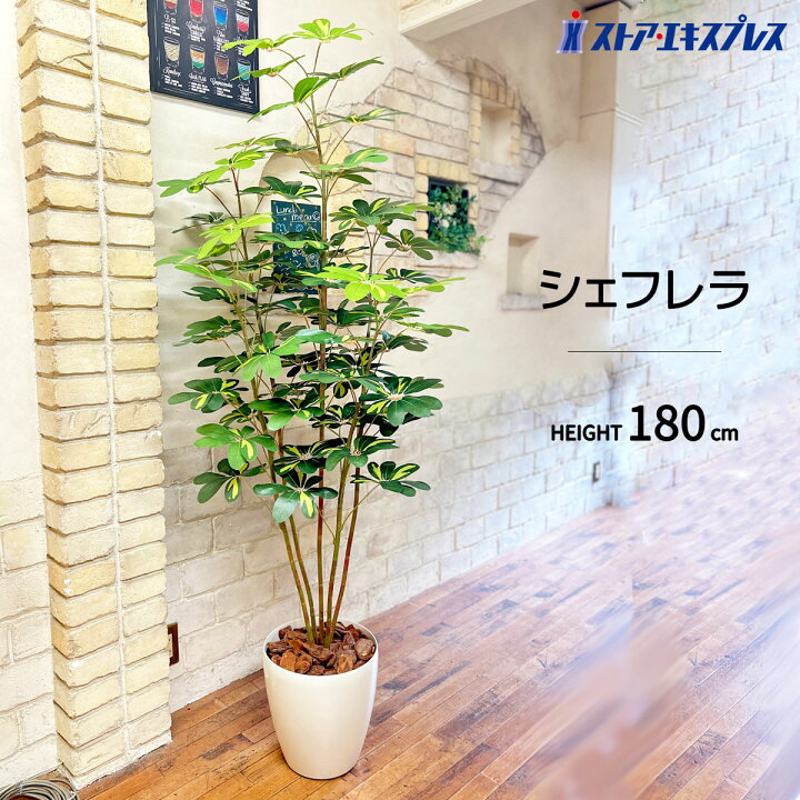 楽天市場】シェフレラ 180cm 1台お手入れ不要！手軽にグリーンを置き 