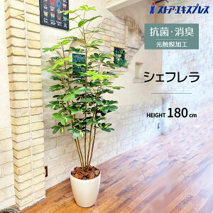 【光触媒加工】シェフレラ 180cm 1台お手入れ不要!手軽にグリーンを置きませんか?送料無料 フェイクグリーン 観葉植物 フェイク 人工観葉植物 リアル 大型 インテリア 光触媒 大きい 鉢植