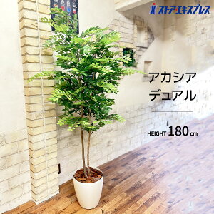 【5%OFFクーポン有り!マラソン期間中♪】【天然幹使用】アカシアデュアル 180cm 1台送料無料 フェイクグリーン 観葉植物 フェイク 人工観葉植物 リアル 大型 インテリア 大きい 鉢植え 鉢 セ