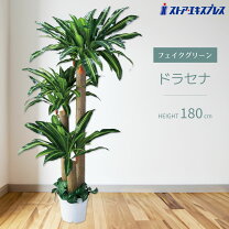 楽天市場】幸福の木 180センチの通販