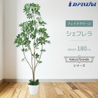 シェフレラ 高さ180cm 1台高さ180cmのリアルな立ち木が、ビジネスシーンにふさわしい高級感と彩りをプラ…