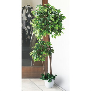 観葉植物 大型の人気商品 通販 価格比較 価格 Com