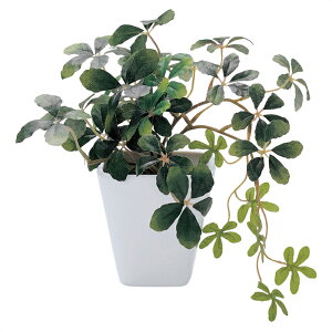 観葉植物 シュガーバインの人気商品 通販 価格比較 価格 Com