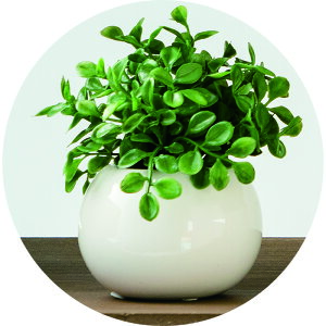 ユーカリ 鉢の人気商品 通販 価格比較 価格 Com