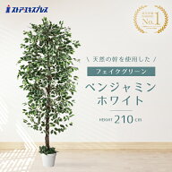 【天然木使用】ベンジャミン ホワイト 高さ210cm店内装飾におすすめの人工樹木。玄関や店舗にぴったり！…