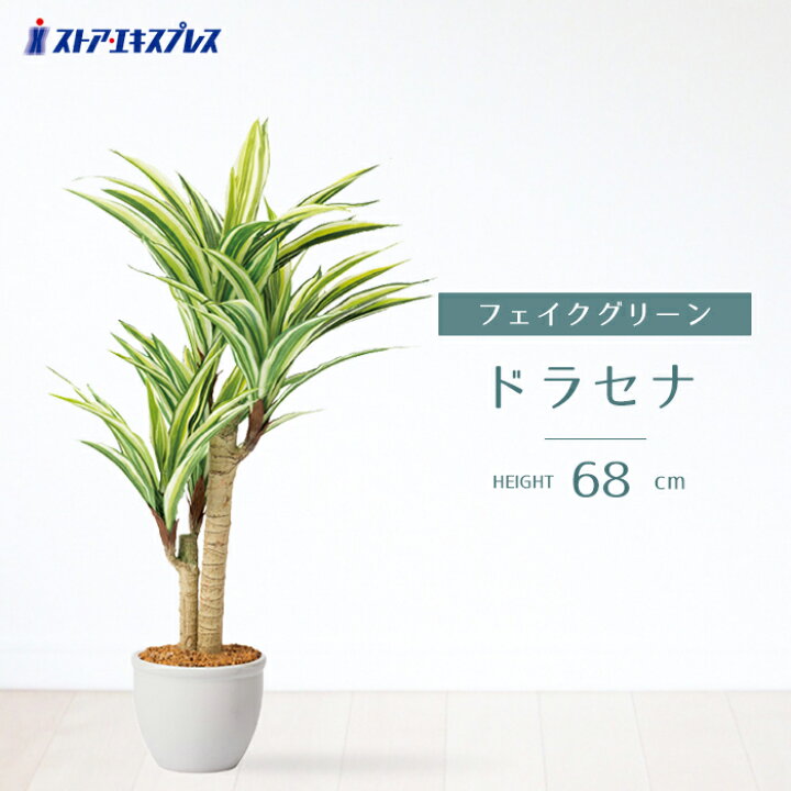 楽天市場】【5%OFFクーポン有り！3月5日限り】ドラセナ H68cm 1台送料 