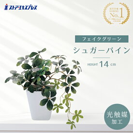 【光触媒加工】グリーンポット シュガーバイン 1 個テーブルや窓辺、飾り棚などスポットで彩りを添えるミニサイズ。送料無料 フェイクグリーン 観葉植物 フェイク 人工観葉植物 リアル 卓上 インテリア トイレ デスク ミニ 小さい 鉢植え 鉢 セット 消臭