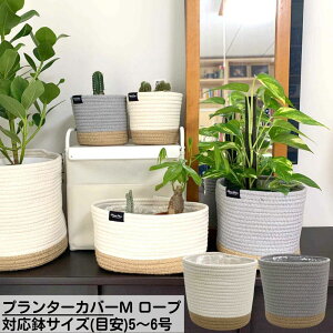 v^[Jo[M [v ΉTCY(ڈ)5~6 | K[f v^[ Jo[  v^[ oXPbg t[|bg Jo[ K[fjOG AeB[N 킢 