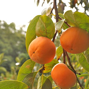 ޗǌgY@xL`@5kg󂠂ȂȂ莟I