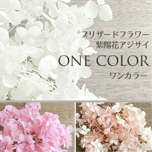 [({X) vU[uht[ z AWTC sNn Iׂ2F sN CgT[sN