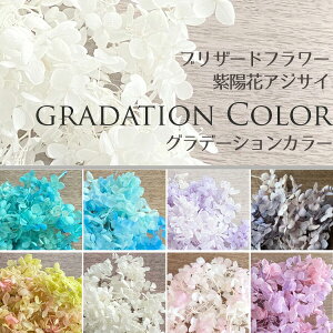 [({X) vU[uht[ z AWTC Of[V J[ Iׂ8F eBt@j[u[Cgu[Cgp[v O[[ zCgn O[p[