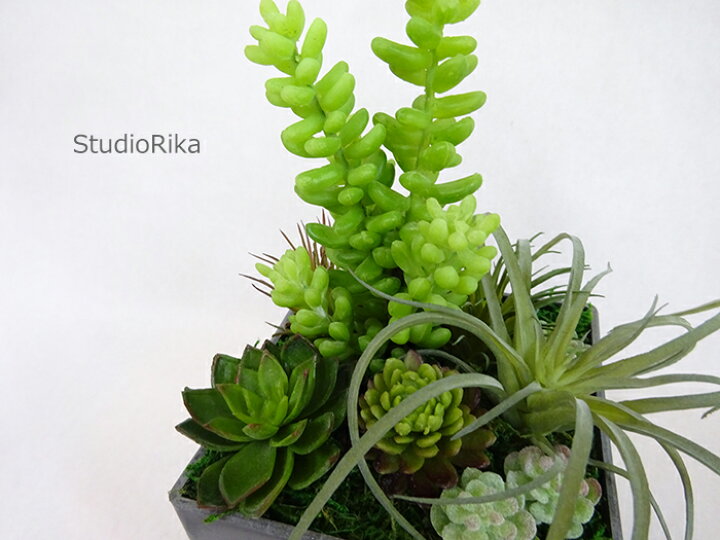 楽天市場 多肉植物 寄せ植え Bubble バブル 人工観葉植物 フェイクグリーン ティランドシア サッカレンテン エアープランツ チランジア ボタニカル インテリア 雑貨 枯れない 本物 リアル 高級 造花 翌日 即日 アートフラワー専門店スタジオ理佳 楽天市場 多肉植物 寄せ植え Bubble バブル 人工観葉植物 フェイクグリーン ティランドシア サッカレンテン エアープランツ チランジア ボタニカル インテリア 雑貨 枯れない 本物 リアル 高級 造花 翌日 即日 アートフラワー専門店スタジオ理佳
