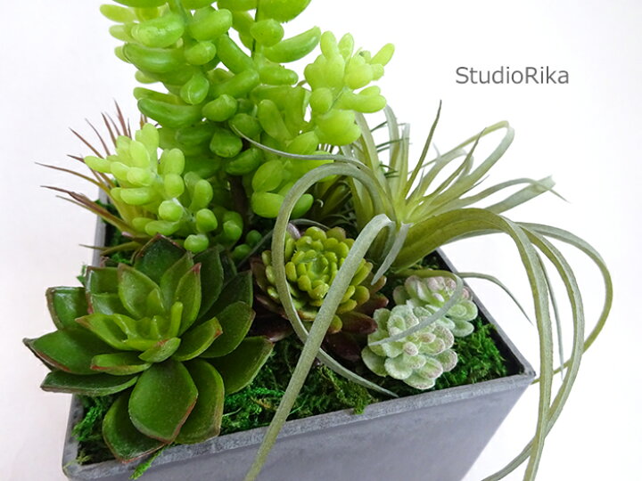 楽天市場 多肉植物 寄せ植え Bubble バブル 人工観葉植物 フェイクグリーン ティランドシア サッカレンテン エアープランツ チランジア ボタニカル インテリア 雑貨 枯れない 本物 リアル 高級 造花 翌日 即日 アートフラワー専門店スタジオ理佳