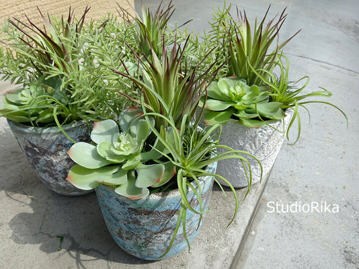 楽天市場】多肉植物 グリーン 寄せ植え アレンジ 2種 インテリア 