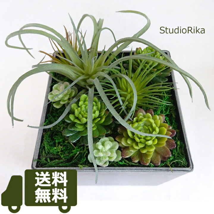 楽天市場】ゴースト チランジア 多肉植物 寄せ植え アレンジ 