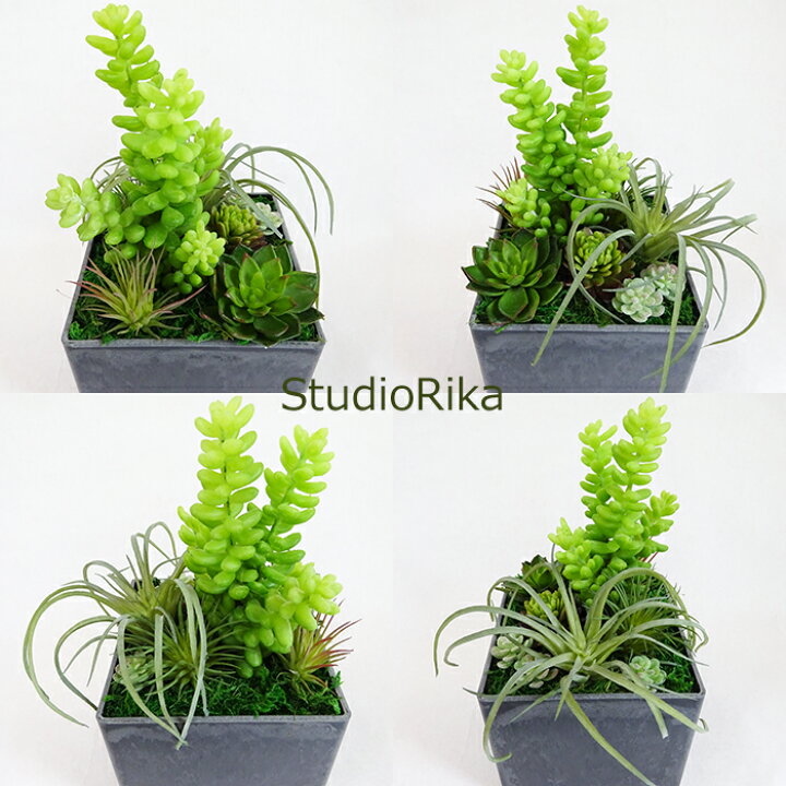 楽天市場】多肉植物 寄せ植え bubble アレンジ インテリア プレゼント 