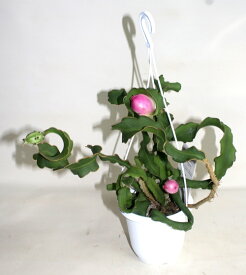 楽天市場 ドラゴンボール 観葉植物 花 観葉植物 花 ガーデン Diyの通販 楽天市場 ドラゴンボール 観葉植物 花 観葉植物 花 ガーデン Diyの通販