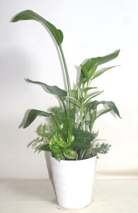観葉植物 ポトス 寄せ植えの人気商品 通販 価格比較 価格 Com