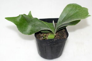 観葉植物 ランの人気商品 通販 価格比較 価格 Com