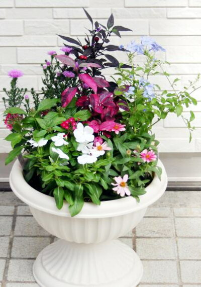 季節の寄せ植えW