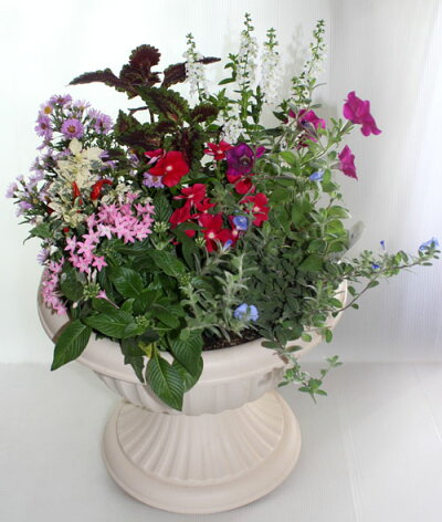 【鉢花】季節の寄せ植えW