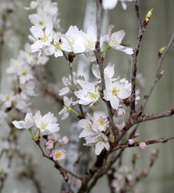 楽天市場 桜 切花の通販 楽天市場 桜 切花の通販