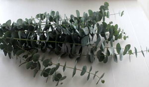 ユーカリ リース 生花の人気商品 通販 価格比較 価格 Com ユーカリ リース 生花の人気商品 通販 価格比較 価格 Com