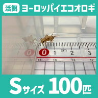 活餌 【Sサイズ 100匹 ヨーロッパイエコオロギ】 餌 エサ えさ イエコ 餌用 エサ用 えさ用 活きエサ 生き…